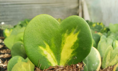 Gift – Inner-Variegated Rare Hoya Heart Plant (Sweet Heart Plant – Single Leaf)