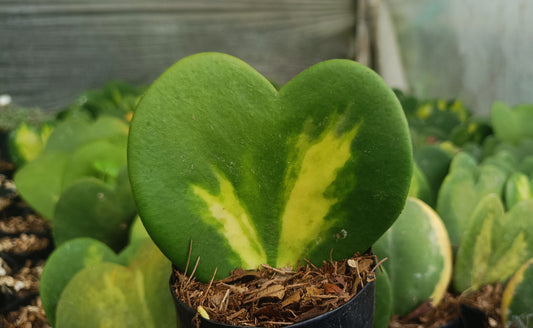 Gift – Inner-Variegated Rare Hoya Heart Plant (Sweet Heart Plant – Single Leaf)