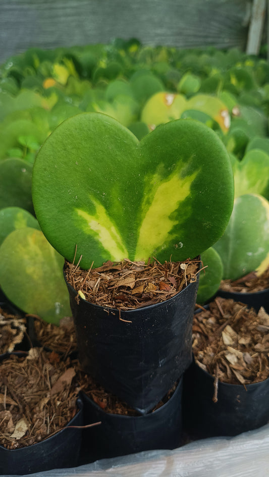 Gift – Inner-Variegated Rare Hoya Heart Plant (Sweet Heart Plant – Single Leaf)