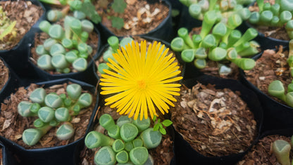 Fenestraria Rhopalophylla (Baby Toes) Succulent: Nature's Little Wonders