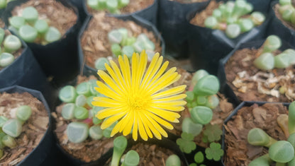 Fenestraria Rhopalophylla (Baby Toes) Succulent: Nature's Little Wonders