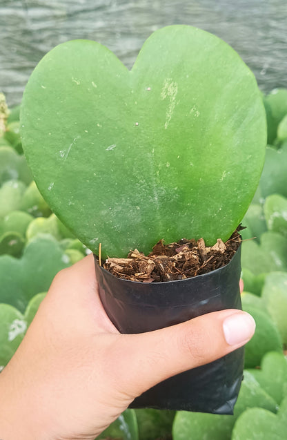 Gift - Hoya Heart Non-Variegated (Single Leaf) – Buy Succulent Online