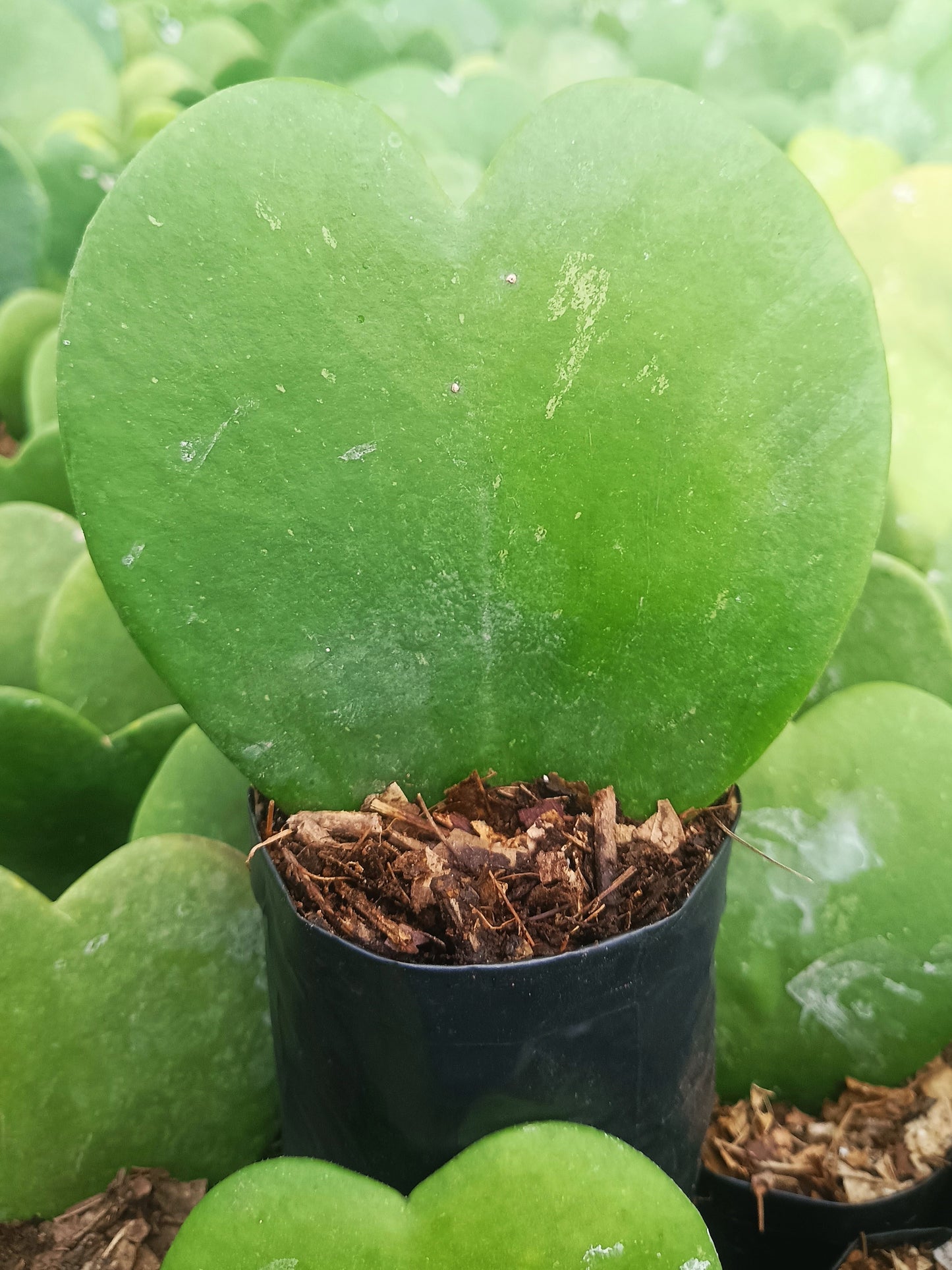 Gift - Hoya Heart Non-Variegated (Single Leaf) – Buy Succulent Online