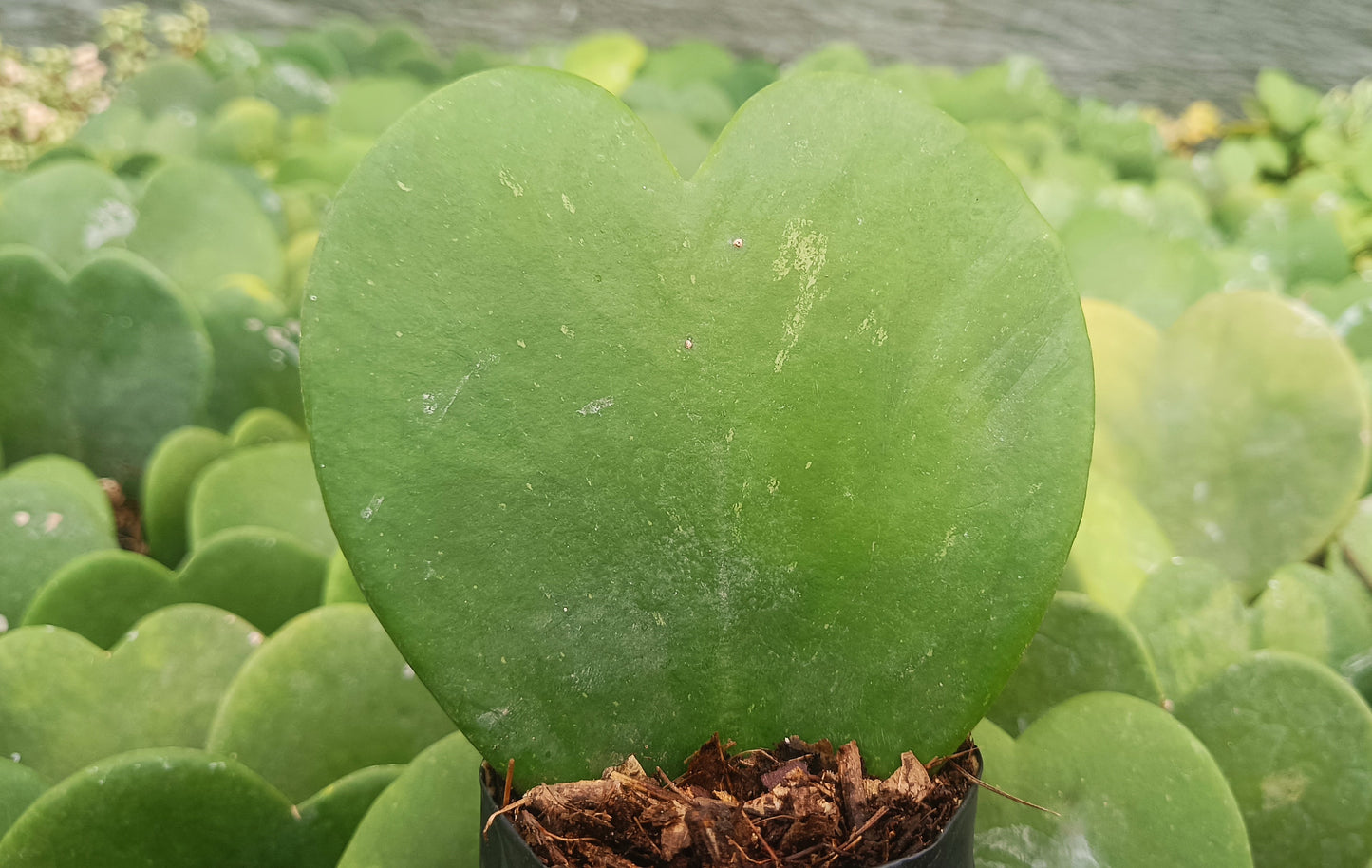 Gift - Hoya Heart Non-Variegated (Single Leaf) – Buy Succulent Online