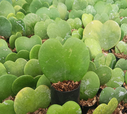Gift - Hoya Heart Non-Variegated (Single Leaf) – Buy Succulent Online