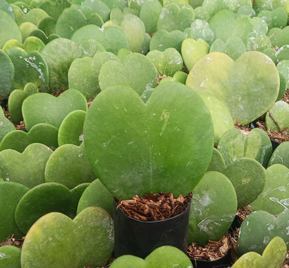 Gift - Hoya Heart Non-Variegated (Single Leaf) – Buy Succulent Online