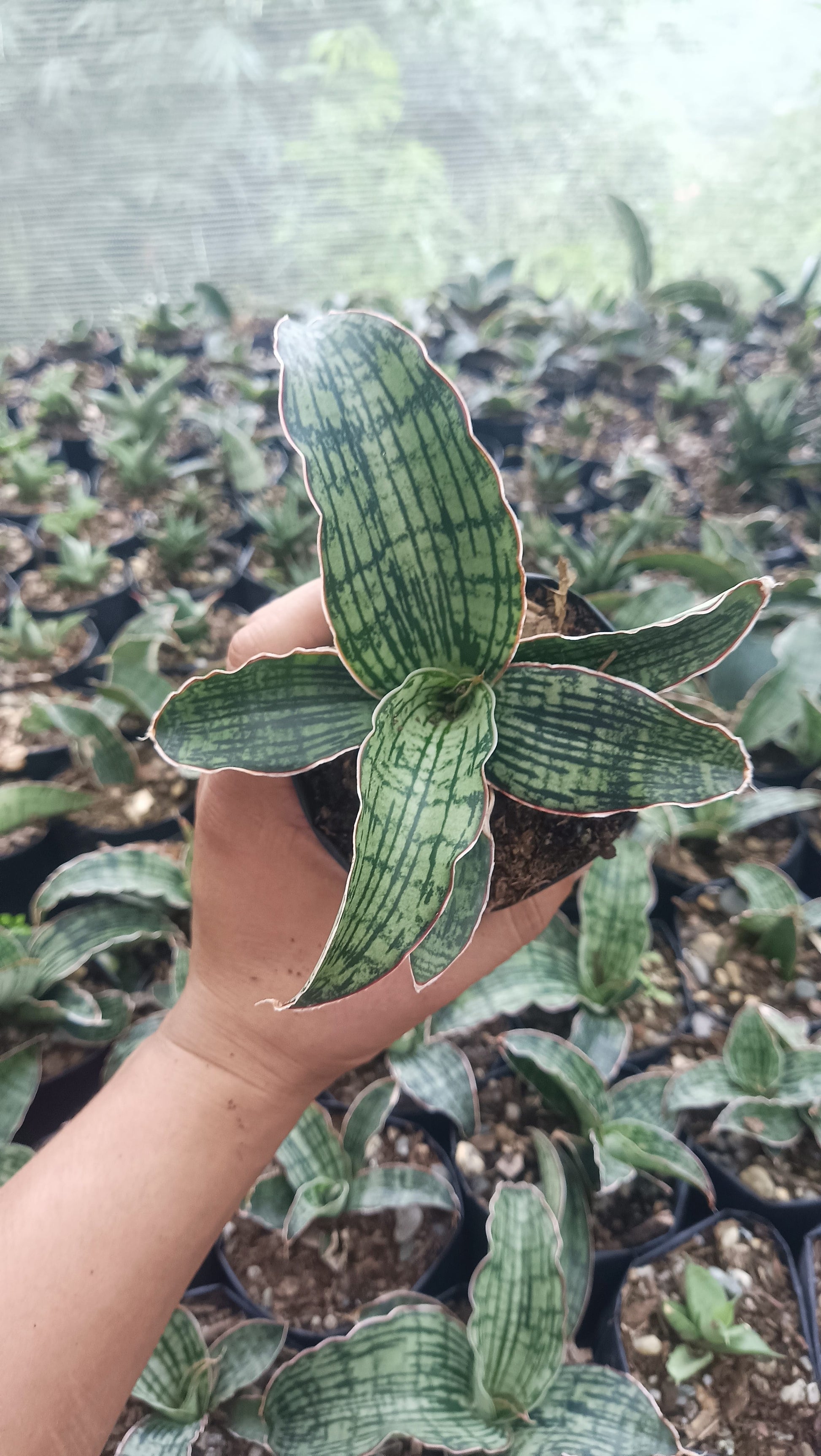 snake plant india Buy Sansevieria Cleopatra Snake Plant Online India