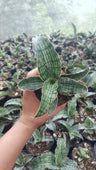 Sansevieria Cleopatra – Rare Snake Plant for Home & Office – Bare-Rooted