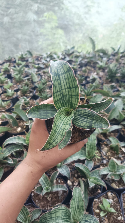 Sansevieria Cleopatra – Rare Snake Plant for Home & Office