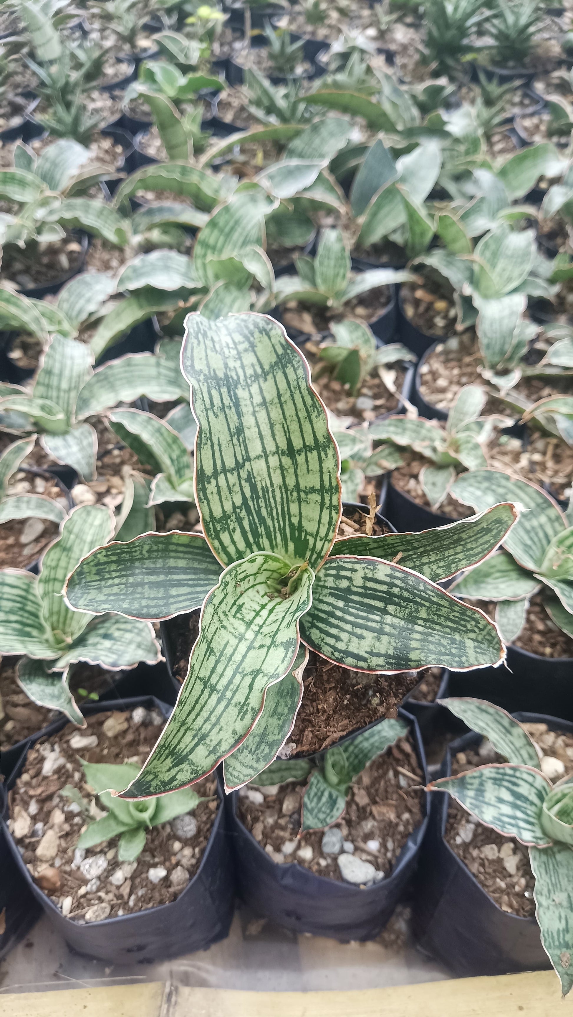 buy snake plant online india Buy Sansevieria Cleopatra Snake Plant Online India