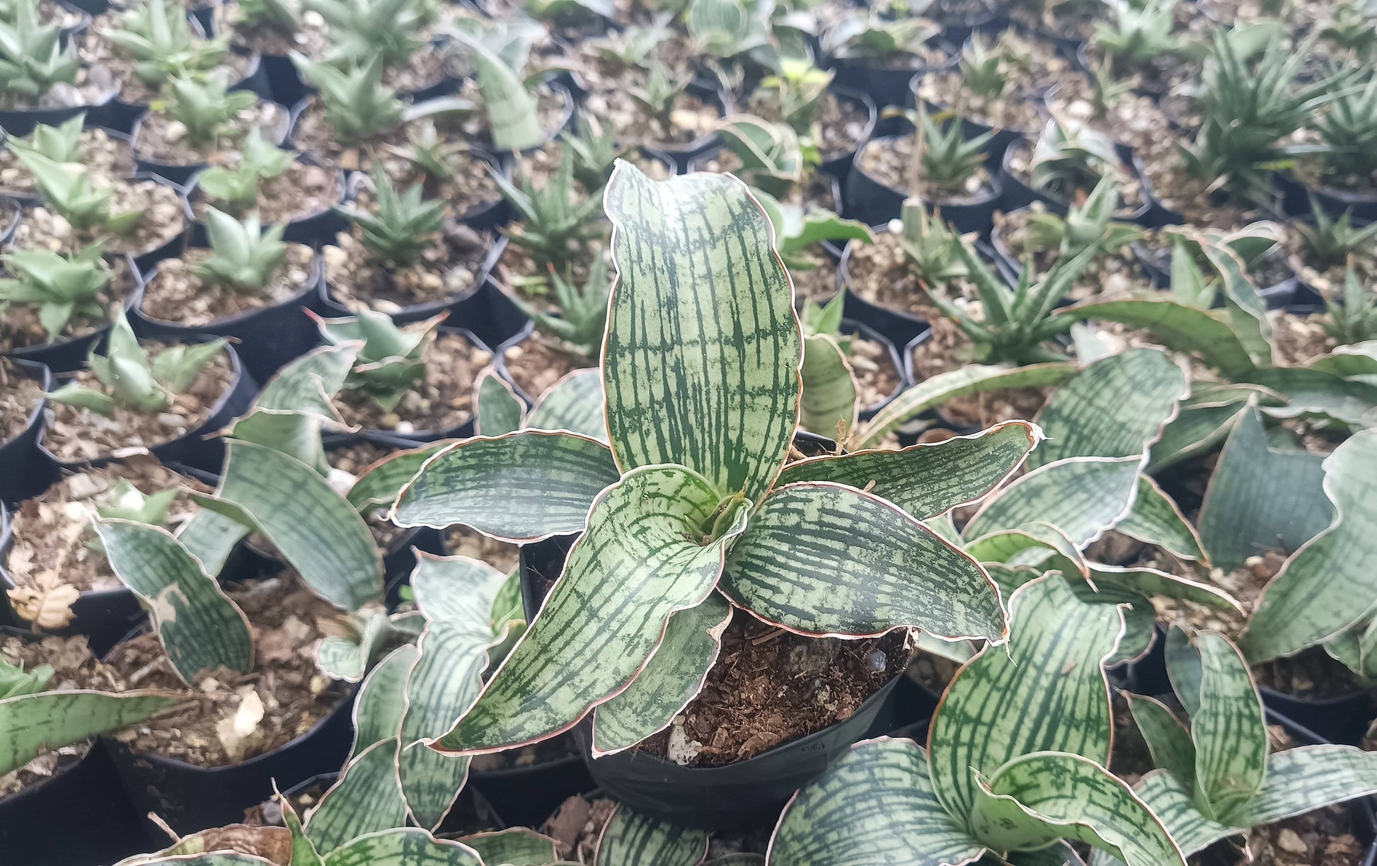 cleopatra snake plant Buy Sansevieria Cleopatra Snake Plant Online India