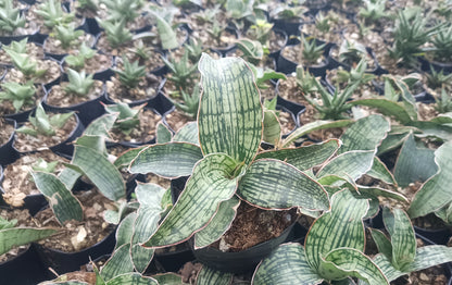 Sansevieria Cleopatra – Rare Snake Plant for Home & Office