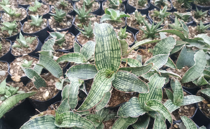 Sansevieria Cleopatra – Rare Snake Plant for Home & Office