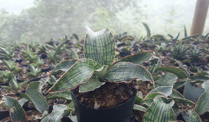 Sansevieria Cleopatra – Rare Snake Plant for Home & Office