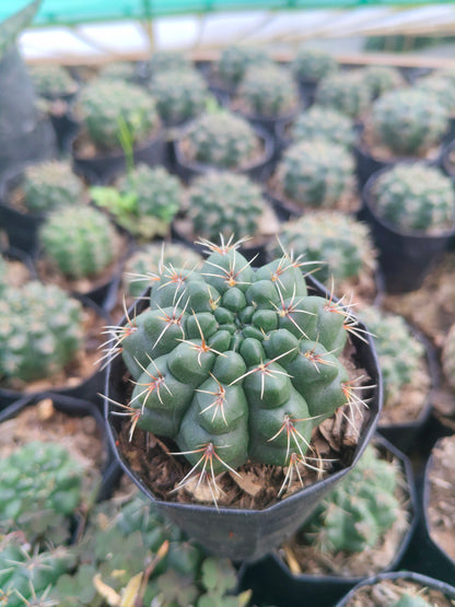 Gymnocalycium Baldianum Cactus: Unique Beauty for Any Space
