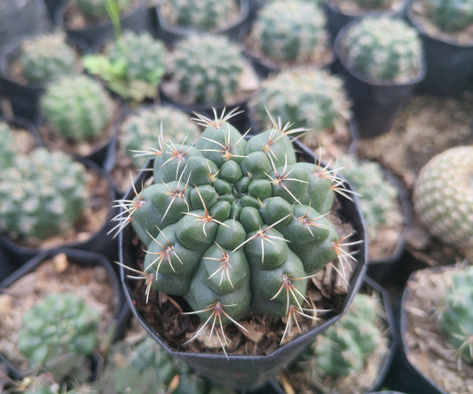 Gymnocalycium Baldianum Cactus: Unique Beauty for Any Space