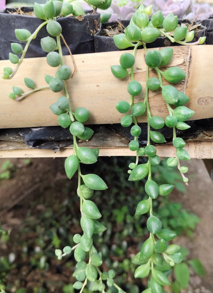 String of Tears (Non-Variegated) – Hanging Succulent Plant | Low Maintenance Indoor Plant