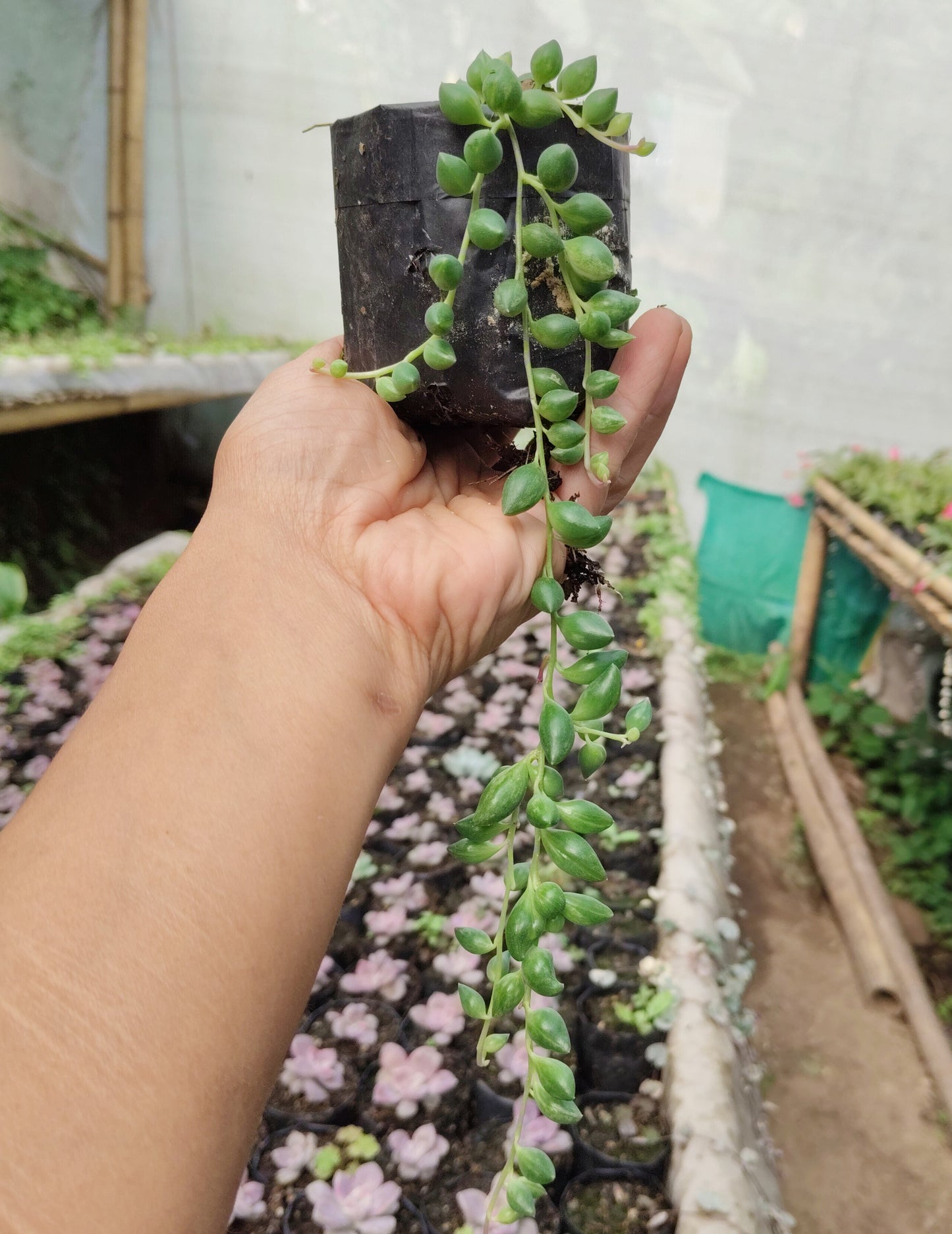 String of Tears (Non-Variegated) – Hanging Succulent Plant | Low Maintenance Indoor Plant