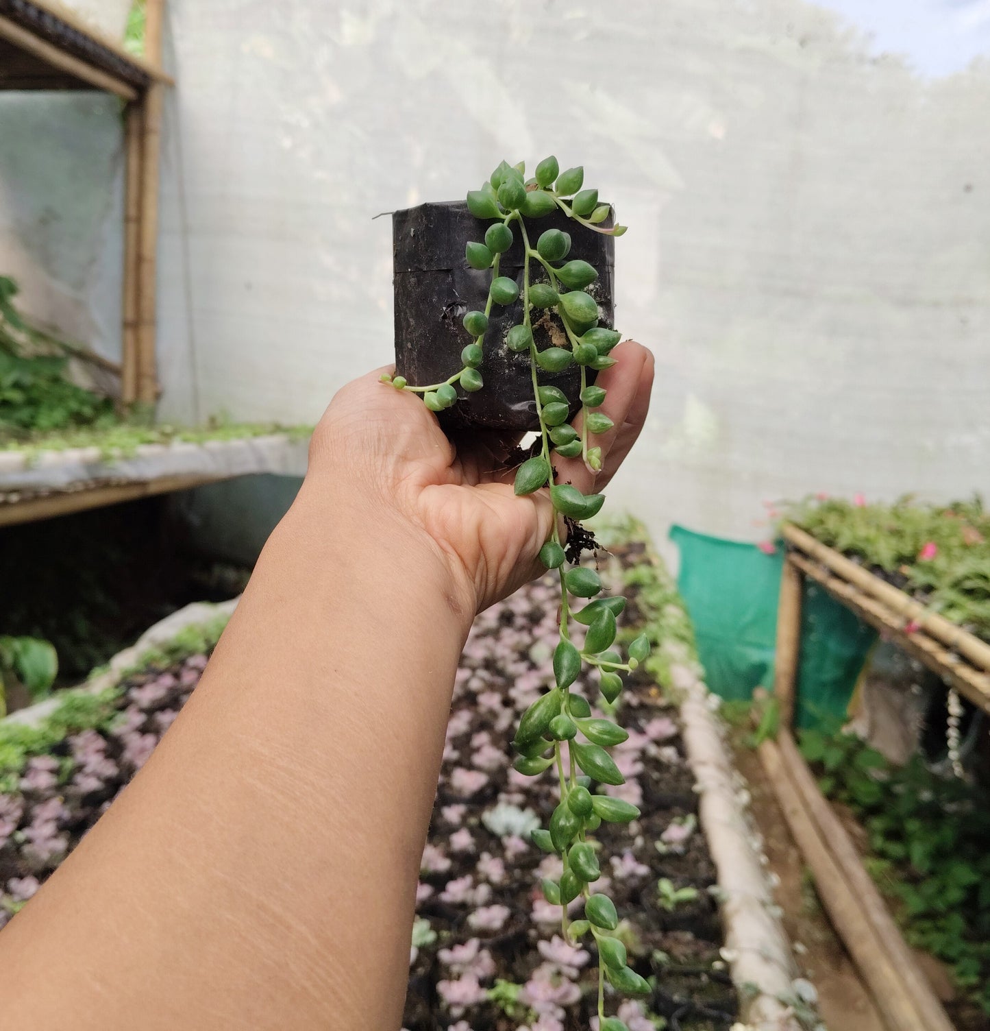 String of Tears (Non-Variegated) – Hanging Succulent Plant | Low Maintenance Indoor Plant