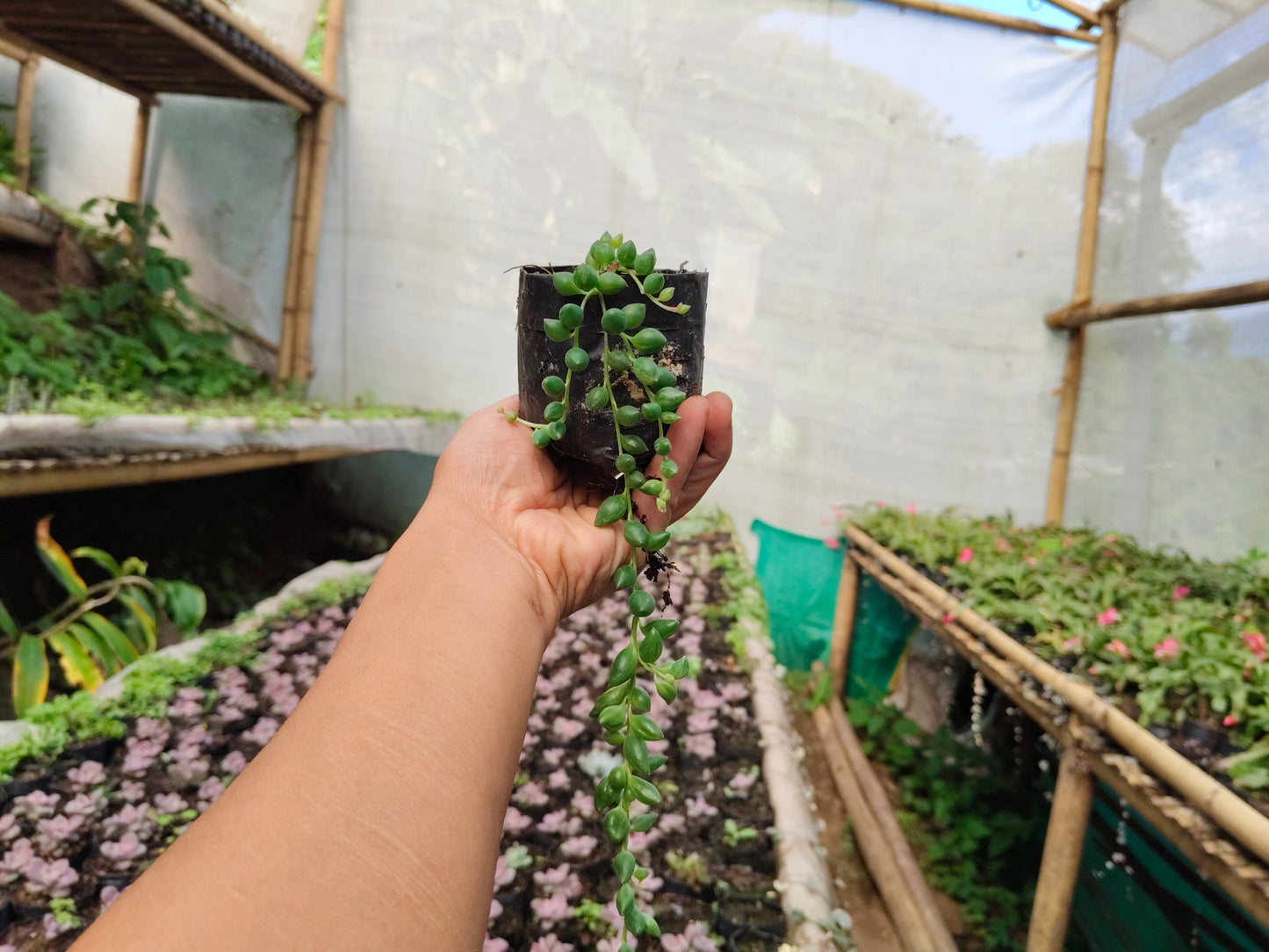 String of Tears (Non-Variegated) – Hanging Succulent Plant | Low Maintenance Indoor Plant