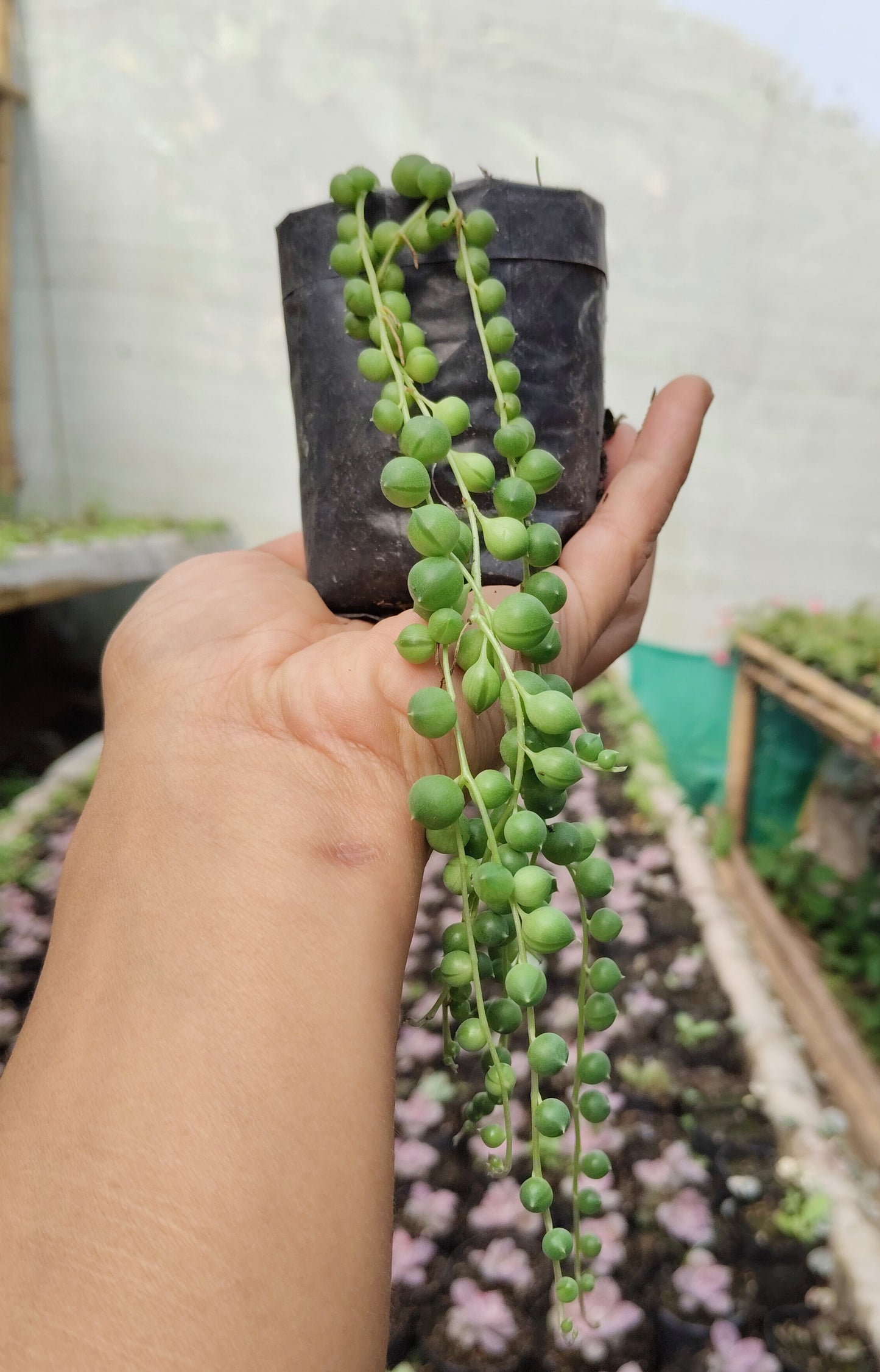 String of Pearls (Non-Variegated) – Hanging Succulent Plant | Low Maintenance Indoor Plant
