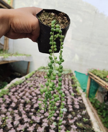 String of Pearls (Non-Variegated) – Hanging Succulent Plant | Low Maintenance Indoor Plant