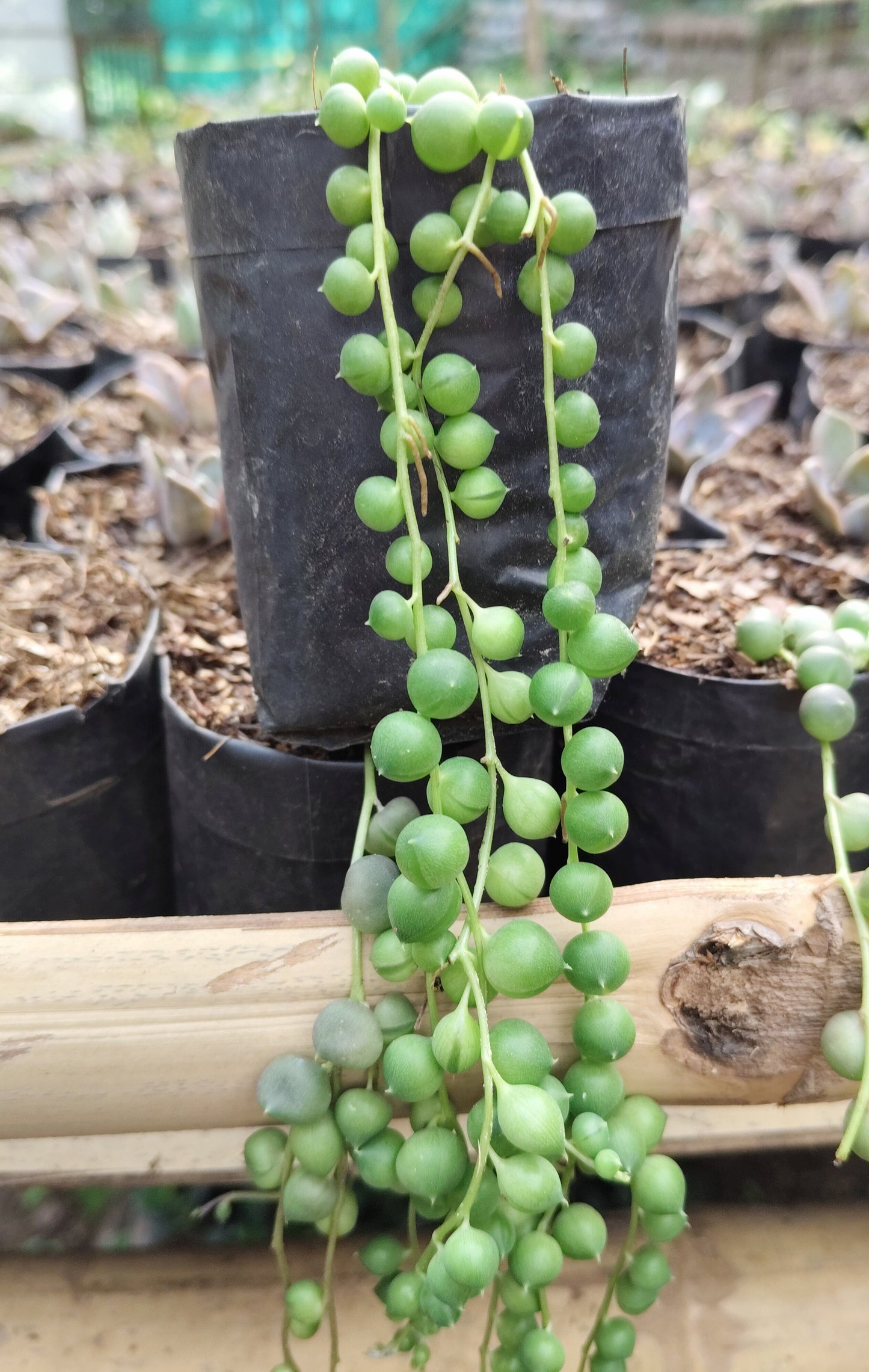 String of Pearls (Non-Variegated) – Hanging Succulent Plant | Low Maintenance Indoor Plant