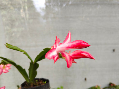 Zygo Christmas Cactus Variegated Pink Live Plant — Well Rooted & Mature