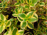 Crassula Sarmentosa Variegated – Trailing Good Luck Succulent – Bare-Rooted