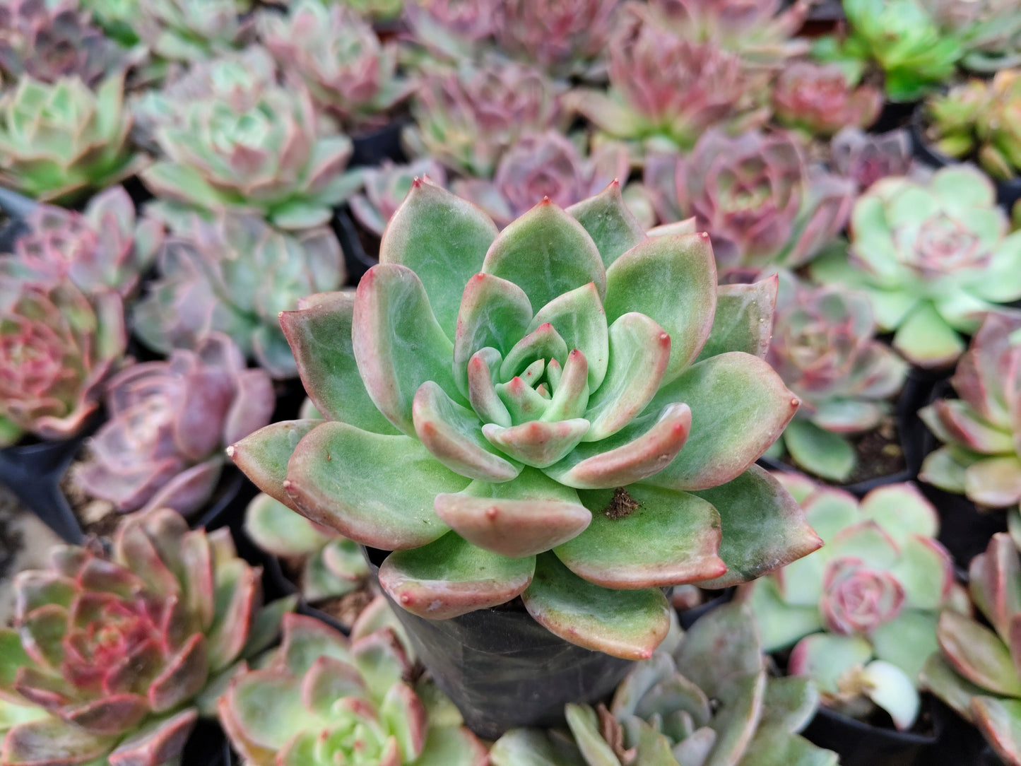 Echeveria ‘Avocado Cream’ – Elegant Succulent Plant | Symbol of Calm, Balance & Growth