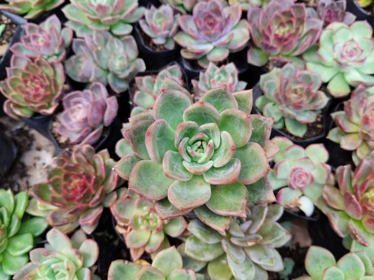 Echeveria ‘Avocado Cream’ – Elegant Succulent Plant | Symbol of Calm, Balance & Growth – Bare-Rooted