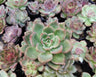 Echeveria ‘Avocado Cream’ – Elegant Succulent Plant | Symbol of Calm, Balance & Growth – Bare-Rooted