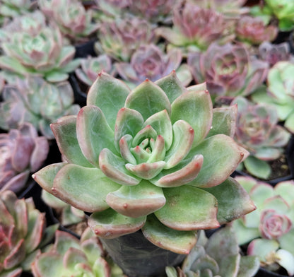 Echeveria ‘Avocado Cream’ – Elegant Succulent Plant | Symbol of Calm, Balance & Growth