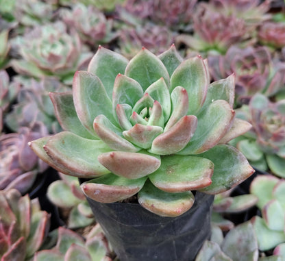 Echeveria ‘Avocado Cream’ – Elegant Succulent Plant | Symbol of Calm, Balance & Growth