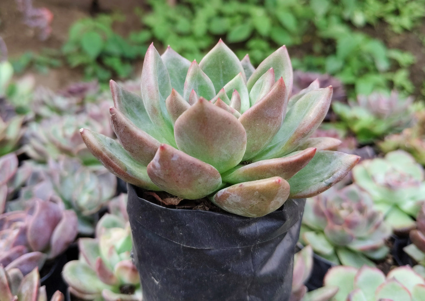 Echeveria ‘Avocado Cream’ – Elegant Succulent Plant | Symbol of Calm, Balance & Growth