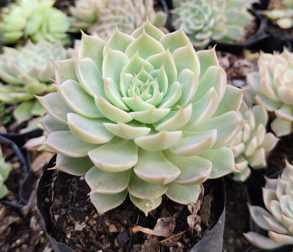 Echeveria Elegans (Mexican Snowball) – Succulent Plant | Symbol of Positivity, Luck & Growth