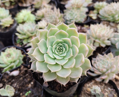 Echeveria Elegans (Mexican Snowball) – Succulent Plant | Symbol of Positivity, Luck & Growth
