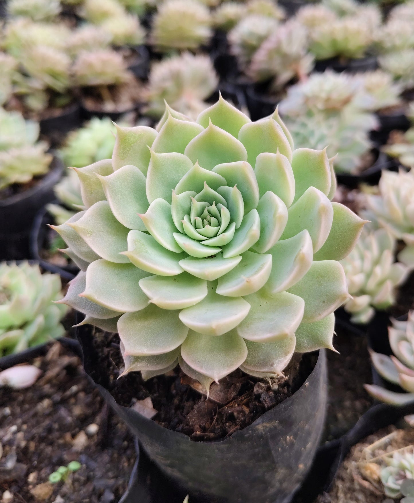 Echeveria Elegans (Mexican Snowball) – Succulent Plant | Symbol of Positivity, Luck & Growth