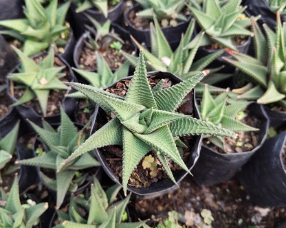 Haworthia Limifolia (Non-Variegated) – Lucky Succulent Plant | Air Purifying Indoor Plant | Symbol of Strength & Positivity