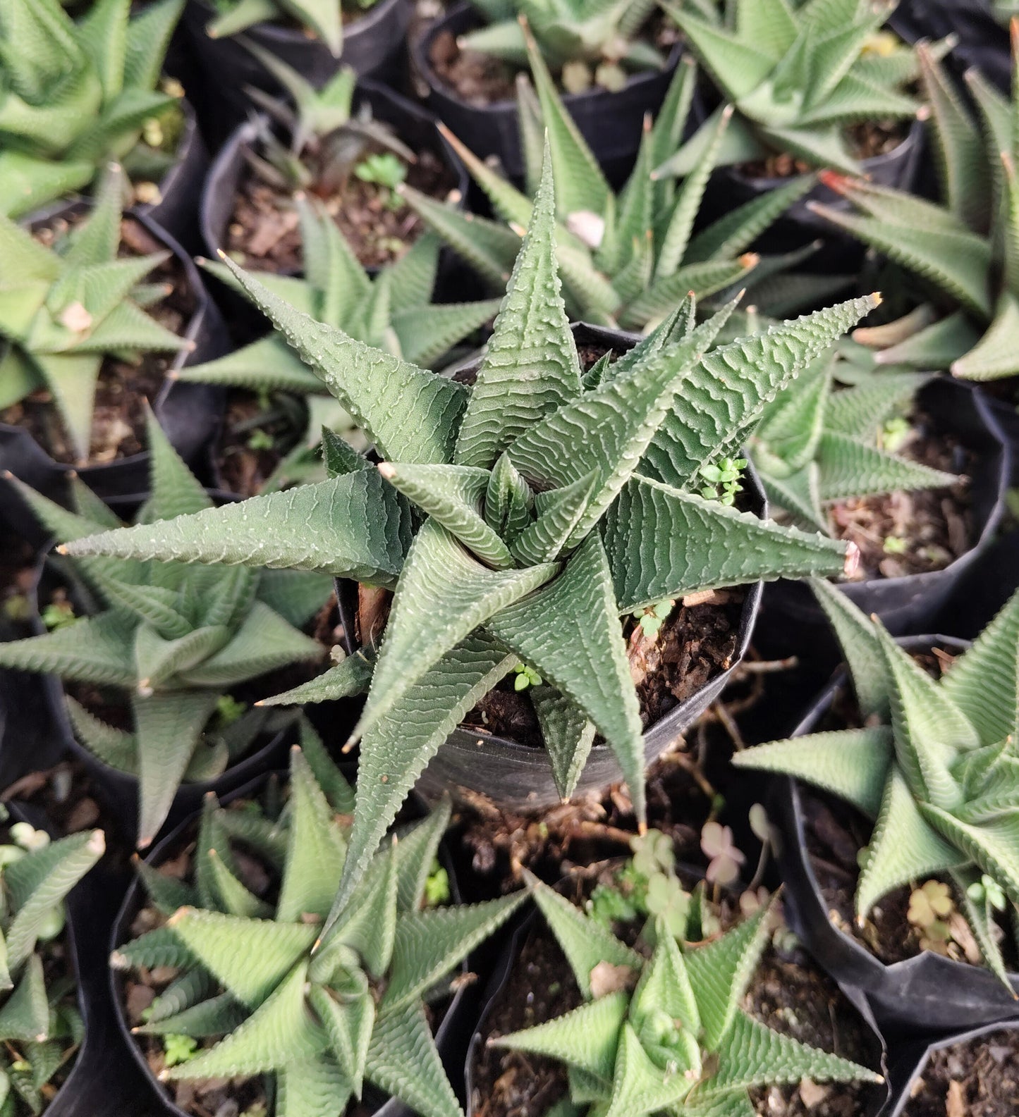 Haworthia Limifolia (Non-Variegated) – Lucky Succulent Plant | Air Purifying Indoor Plant | Symbol of Strength & Positivity
