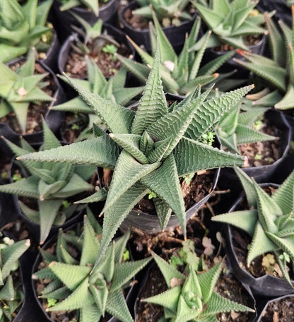 Haworthia Limifolia (Non-Variegated) – Lucky Succulent Plant | Air Purifying Indoor Plant | Symbol of Strength & Positivity