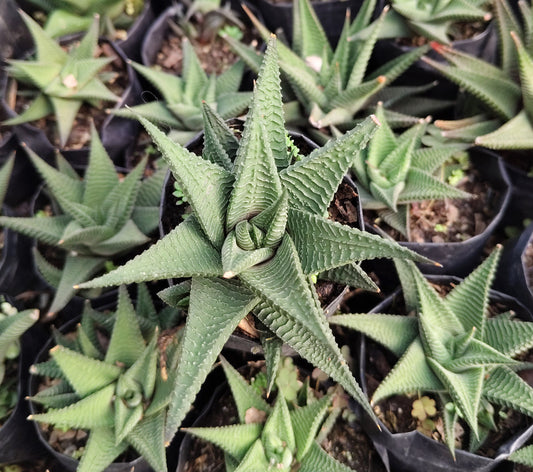 Haworthia Limifolia (Non-Variegated) – Lucky Succulent Plant | Air Purifying Indoor Plant | Symbol of Strength & Positivity