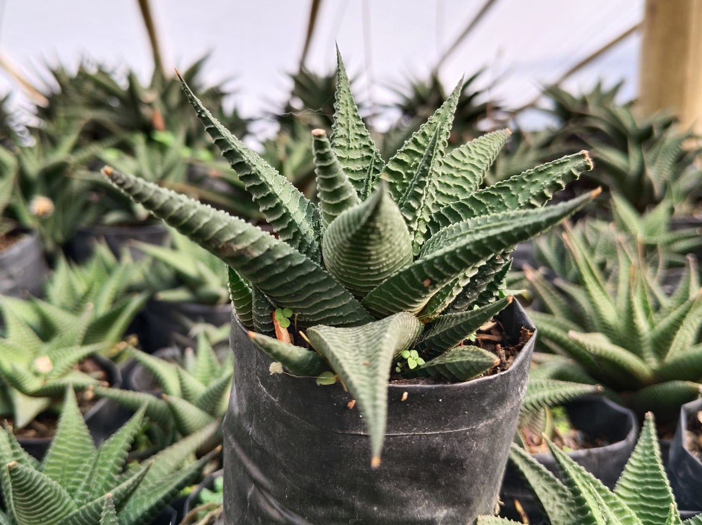 Haworthia Limifolia (Non-Variegated) – Lucky Succulent Plant | Air Purifying Indoor Plant | Symbol of Strength & Positivity