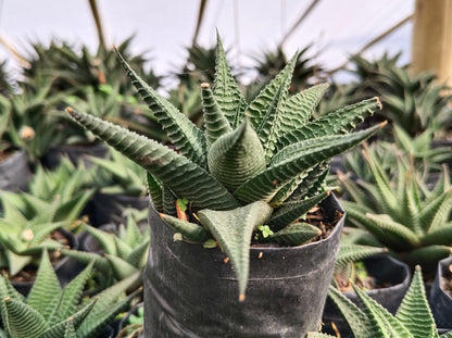 Haworthia Limifolia (Non-Variegated) – Lucky Succulent Plant | Air Purifying Indoor Plant | Symbol of Strength & Positivity