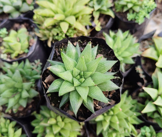 Haworthia Mucronata – Compact Succulent Plant | Symbol of Resilience, Luck & Positivity Plant
