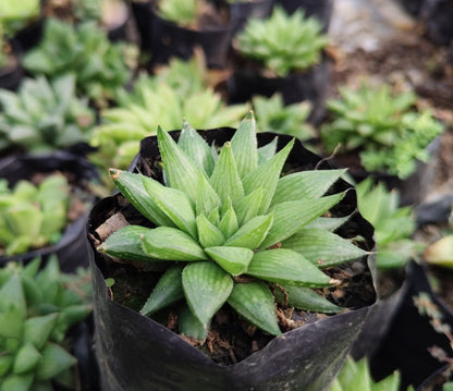 Haworthia Mucronata – Compact Succulent Plant | Symbol of Resilience, Luck & Positivity Plant