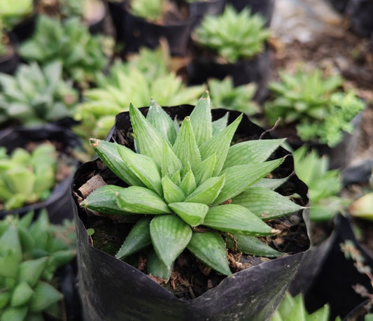 Haworthia Mucronata – Bare Rooted Compact Succulent Plant | Symbol of Resilience, Luck & Positivity Plant