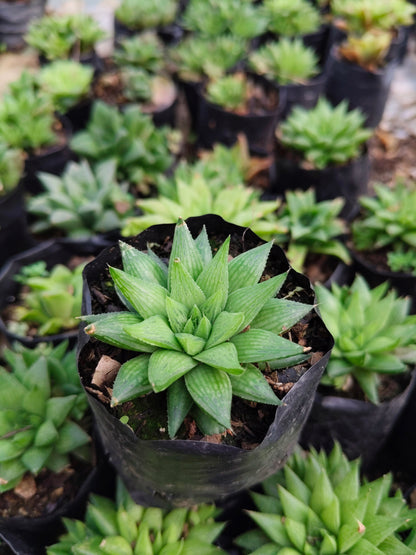 Haworthia Mucronata – Compact Succulent Plant | Symbol of Resilience, Luck & Positivity Plant