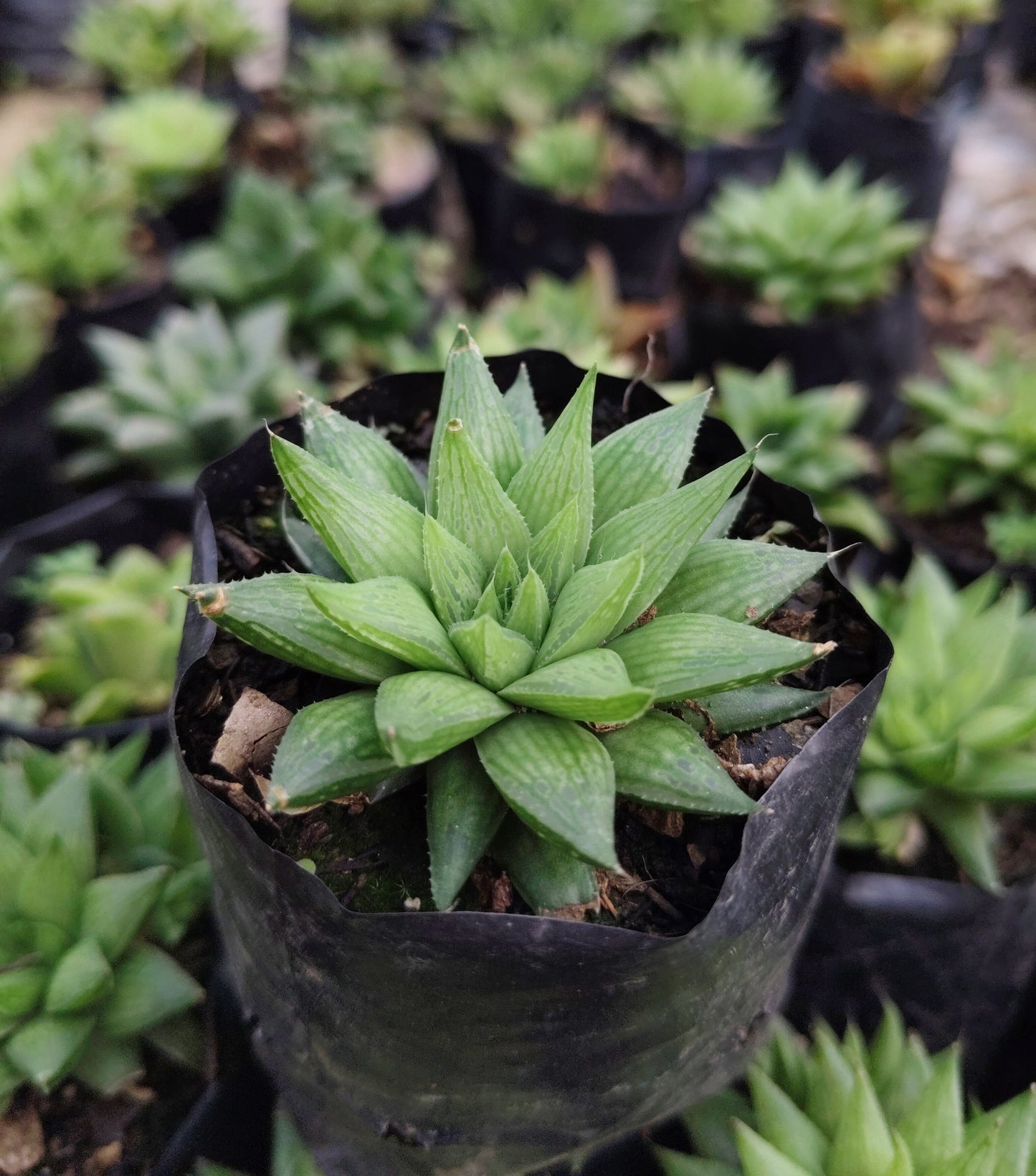 Haworthia Mucronata – Compact Succulent Plant | Symbol of Resilience, Luck & Positivity Plant