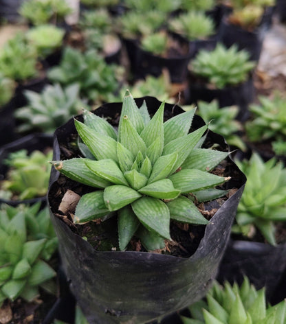 Haworthia Mucronata – Compact Succulent Plant | Symbol of Resilience, Luck & Positivity Plant
